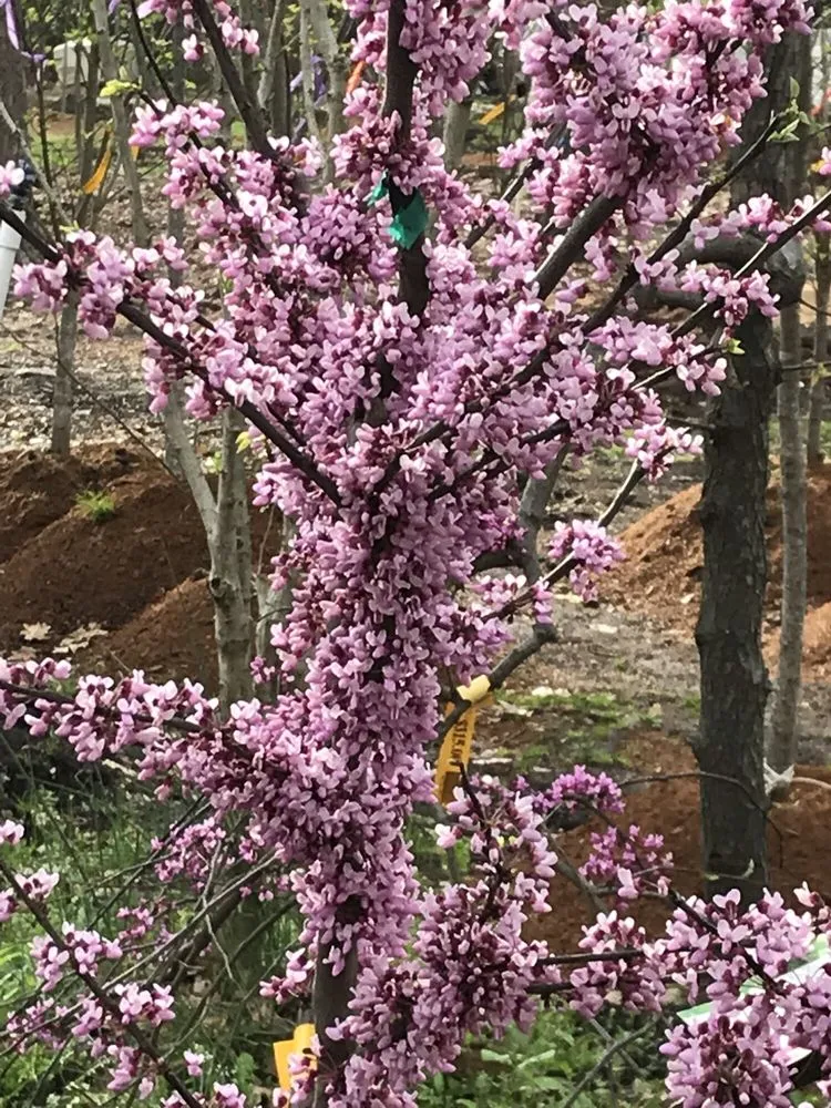 Professional landscaping services in Springfield, IL by Pleasant Nursery