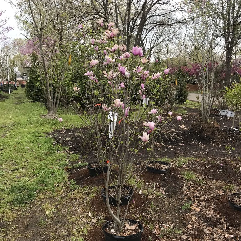 Custom yard maintenance in Springfield, IL - Pleasant Nursery