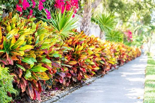 Reliable residential landscaping in Mount Pleasant, SC by Pleasant Places