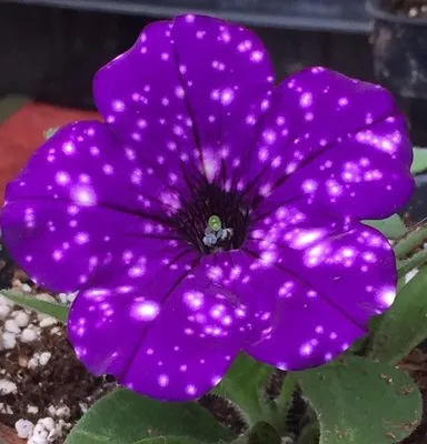 Pleasant Prairie Greenhouse Urban Landscaping