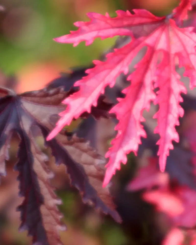 Expert residential landscaping in Maple Plain, MN by Pleasant View Gardens Inc