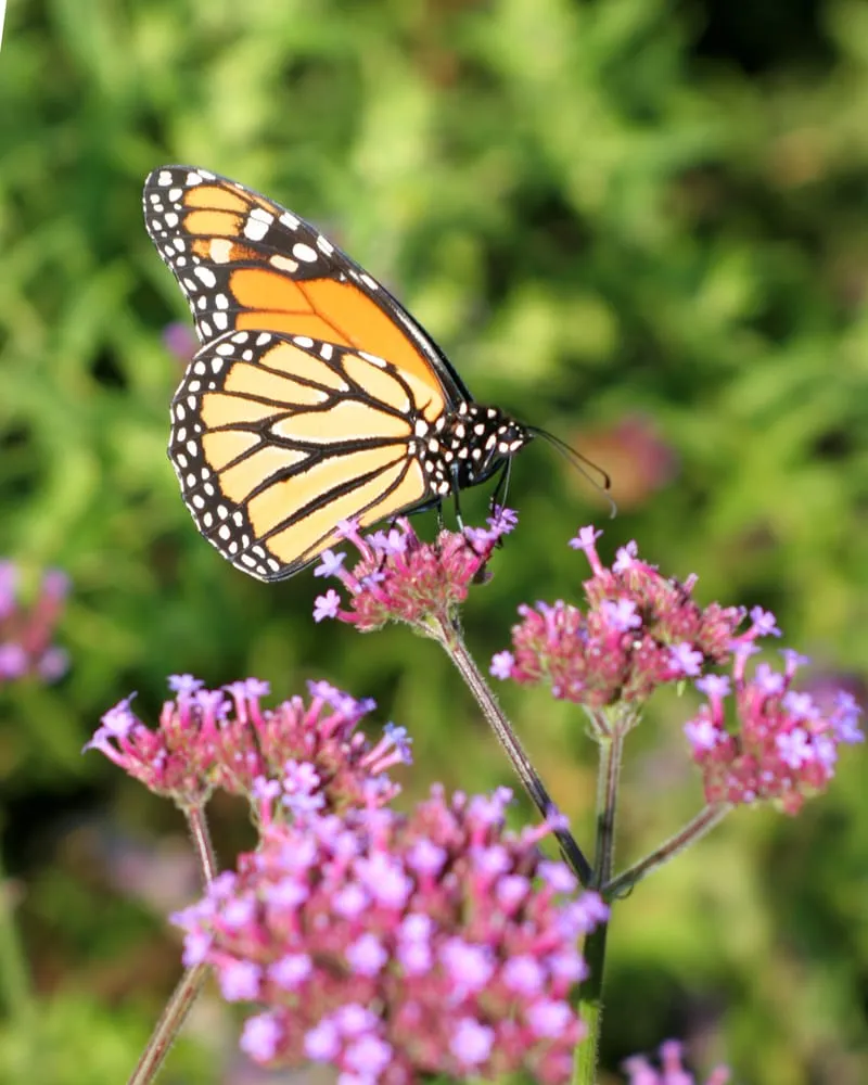 Reliable landscape design in Maple Plain, MN by Pleasant View Gardens Inc