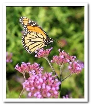 Trusted yard cleanup service for homes across Maple Plain, MN - Pleasant View Gardens Inc