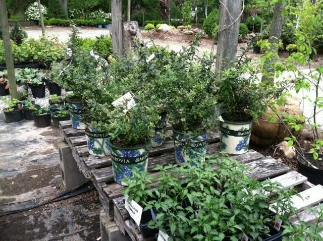 Professional lawn care service in Richmond, IN by Pleasant View Nursery Garden Center & Florist