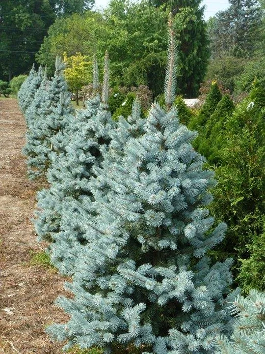 Affordable lawn care service in Richmond, IN - Pleasant View Nursery Garden Center & Florist