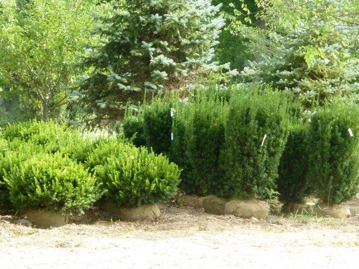 Affordable landscaping services for residential properties across Richmond, IN - Pleasant View Nursery Garden Center & Florist