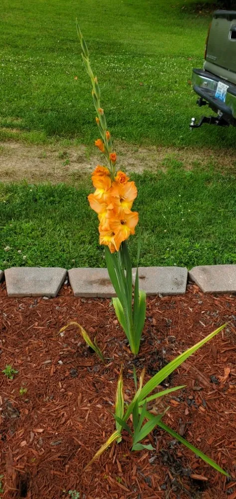 Professional landscaping services experts serving Frankfort, KY - PLJ Mowing