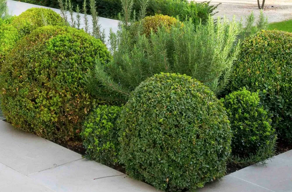 Professional yard cleanup service with custom design in Brooklyn, NY by Plnt Culture