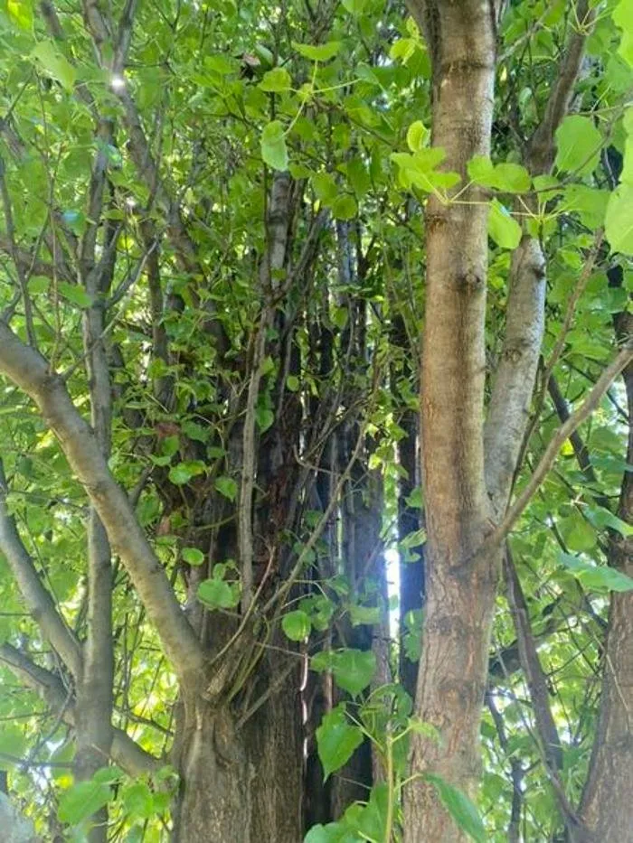 Top-rated outdoor landscaping experts serving Galesburg, IL - Plue's Tree Service