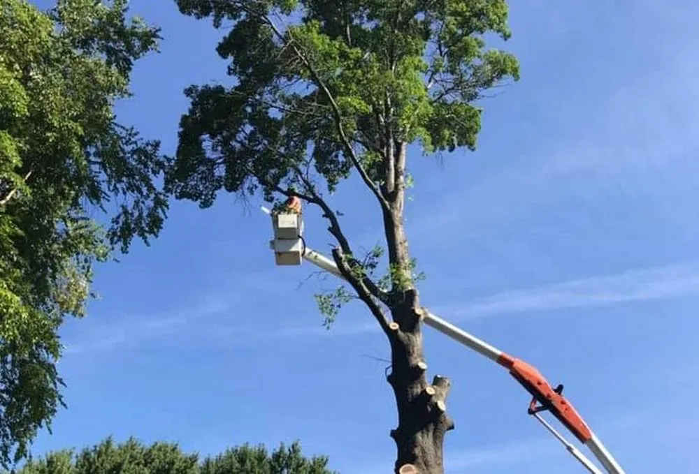 Affordable outdoor landscaping experts serving Galesburg, IL - Plue's Tree Service