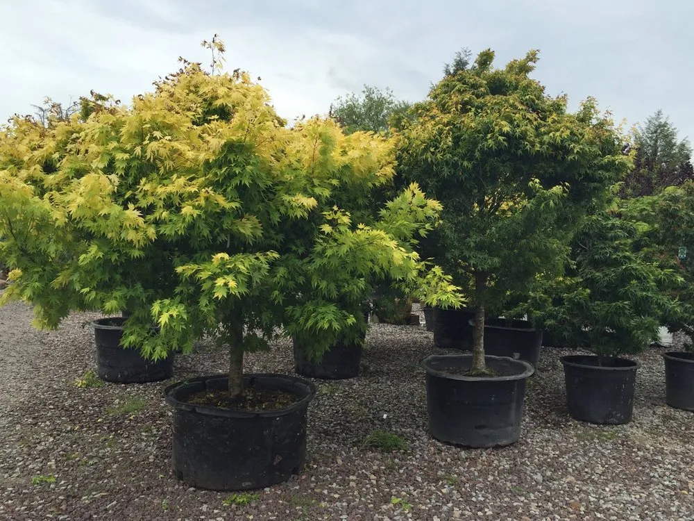 Trusted residential landscaping for beautiful yards across Murrysville, PA - Plumline Nursery