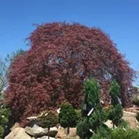 Expert lawn mowing service in Murrysville, PA - Plumline Nursery