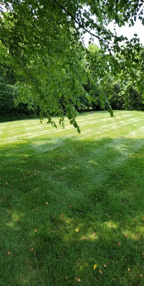 Custom yard cleanup service in Saint Louis, MO by Plush Property Solutions