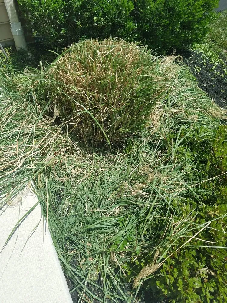 Expert lawn mowing service in Plymouth Meeting, PA - Plymouth Nursery & Landscape