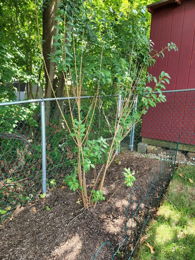 Local lawn mowing service in Plymouth Meeting, PA by Plymouth Nursery & Landscape