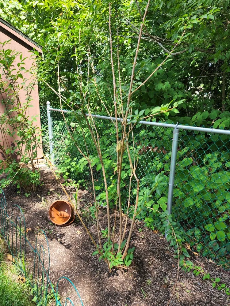 Custom yard maintenance near you across Plymouth Meeting, PA - Plymouth Nursery & Landscape