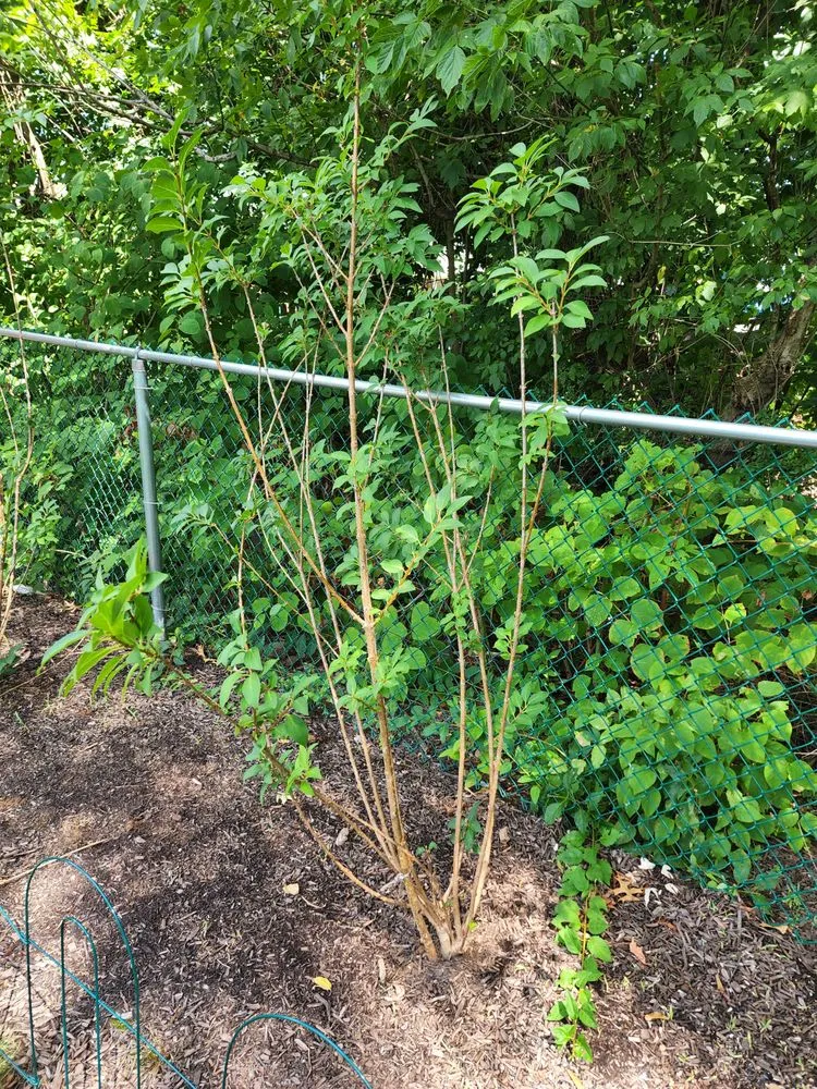 Trusted lawn mowing service for year-round maintenance across Plymouth Meeting, PA - Plymouth Nursery & Landscape