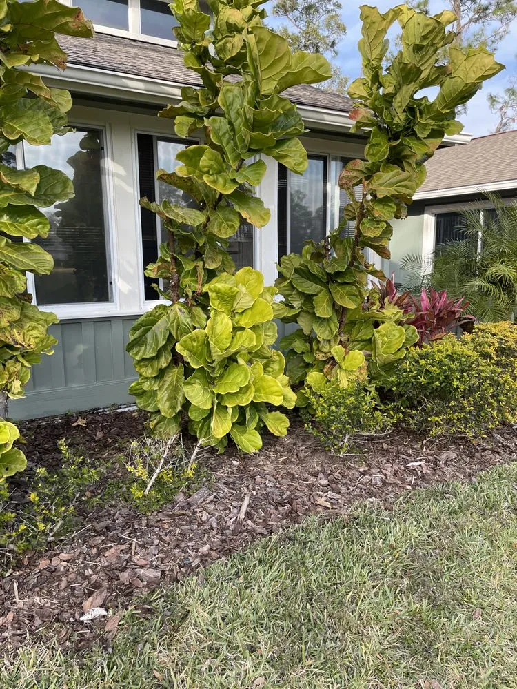 Expert outdoor landscaping for beautiful yards across Daytona Beach, FL - Pm Beautification