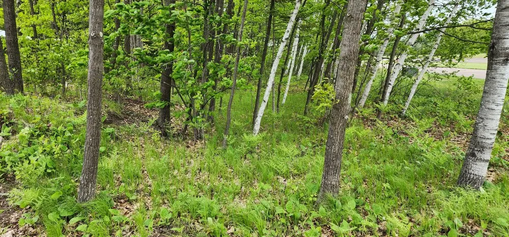 Expert landscape design experts serving Harshaw, WI - P&M General Construction