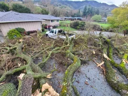 Local residential landscaping experts serving Monterey, CA - PM Landscaping Service