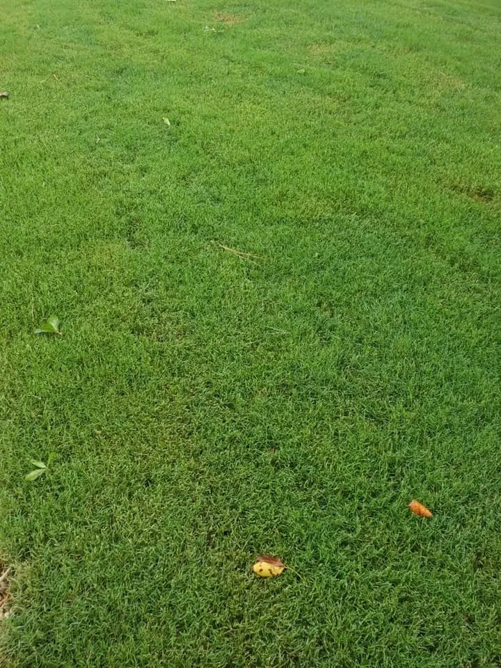 Top-rated landscaping services with custom design in Easley, SC by PMC L&T