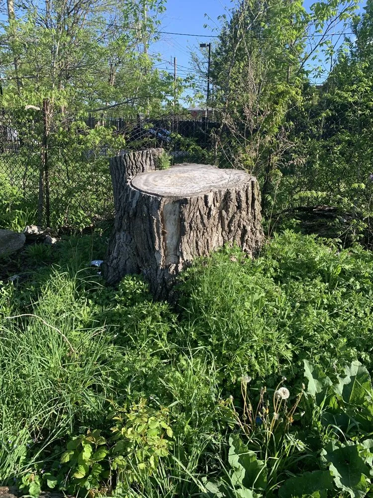 Professional lawn care service in Chicago, IL - PMG Stump Removal