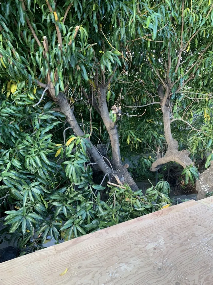 Reliable lawn mowing service near you across Waipahu, HI - PNN Landscaping Service