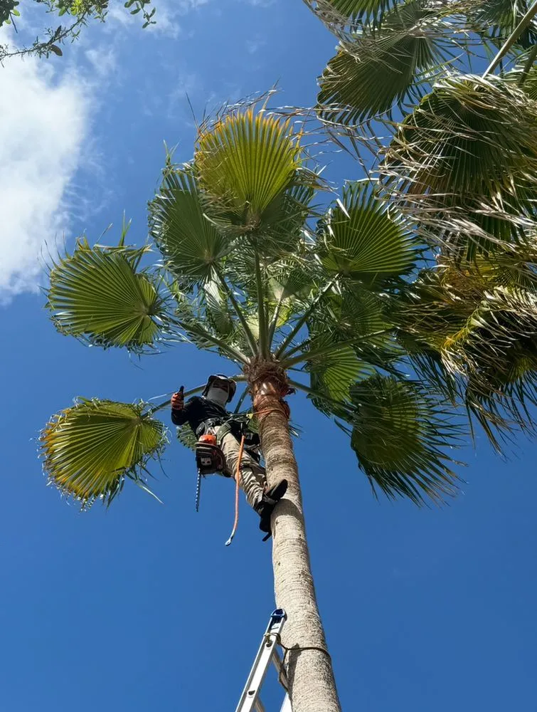 Professional yard cleanup service in Davie, FL by PNP Property Solutions