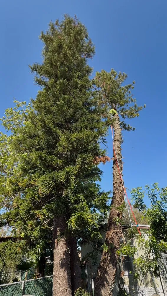 Reliable residential landscaping in Davie, FL - PNP Property Solutions