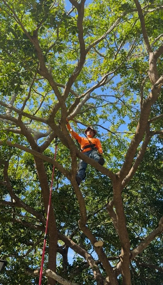 Local yard cleanup service for year-round maintenance in Davie, FL by PNP Property Solutions