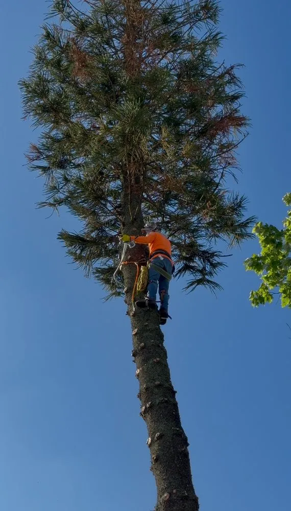 Reliable lawn mowing service for year-round maintenance across Davie, FL - PNP Property Solutions