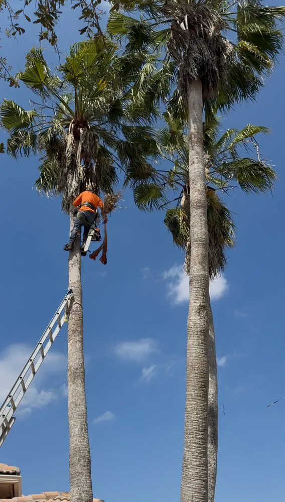 Affordable landscape installation experts serving Davie, FL - PNP Property Solutions