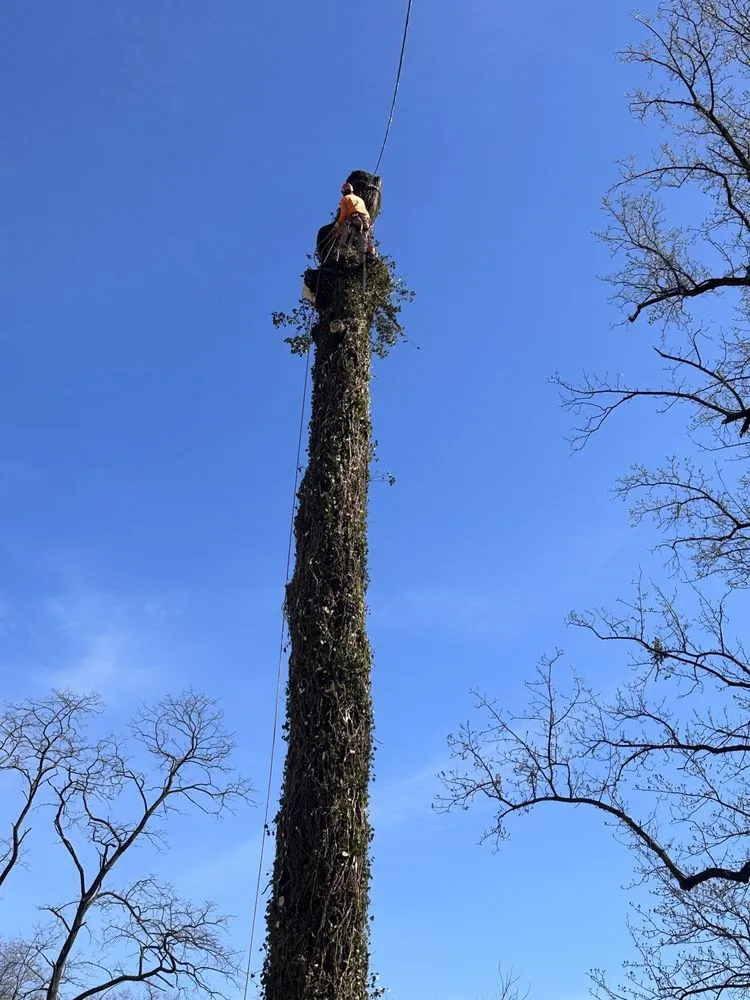Local yard cleanup service experts serving Gaithersburg, MD - PNS Landscaping