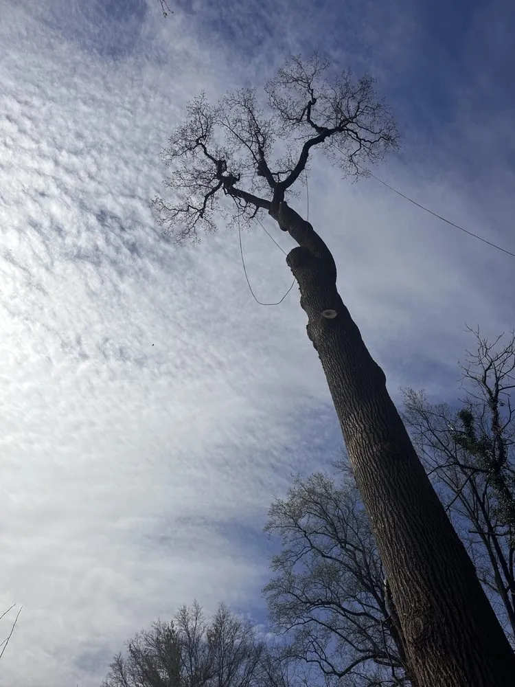 Affordable yard maintenance experts serving Gaithersburg, MD - PNS Landscaping