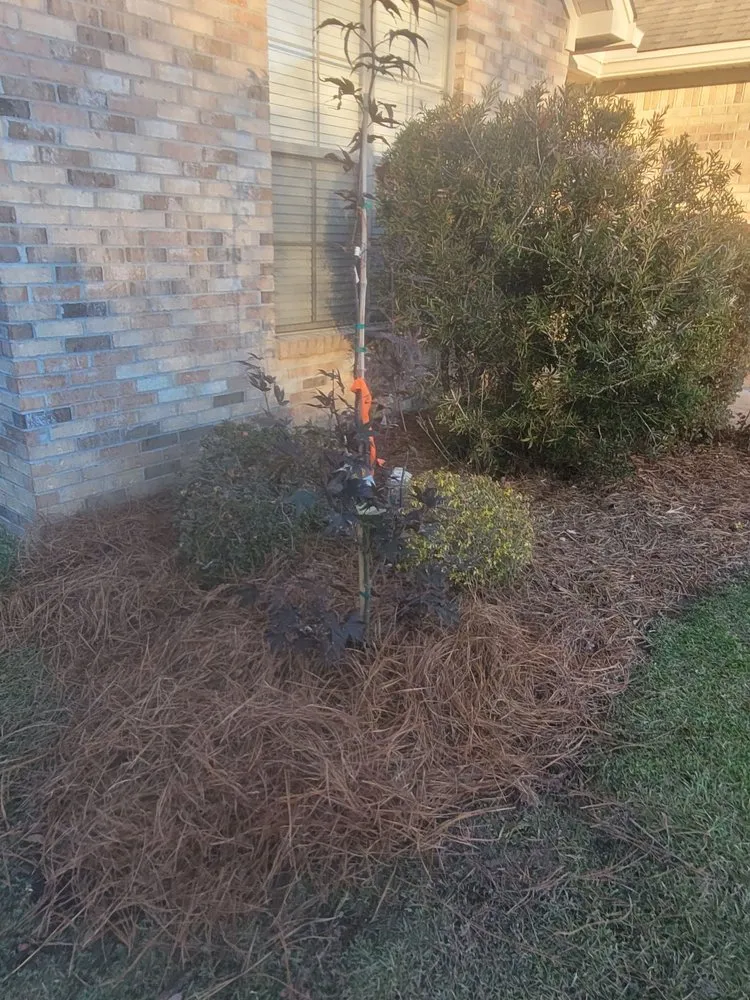 Top-rated yard cleanup service in Hattiesburg, MS by Pnuts Lawncare