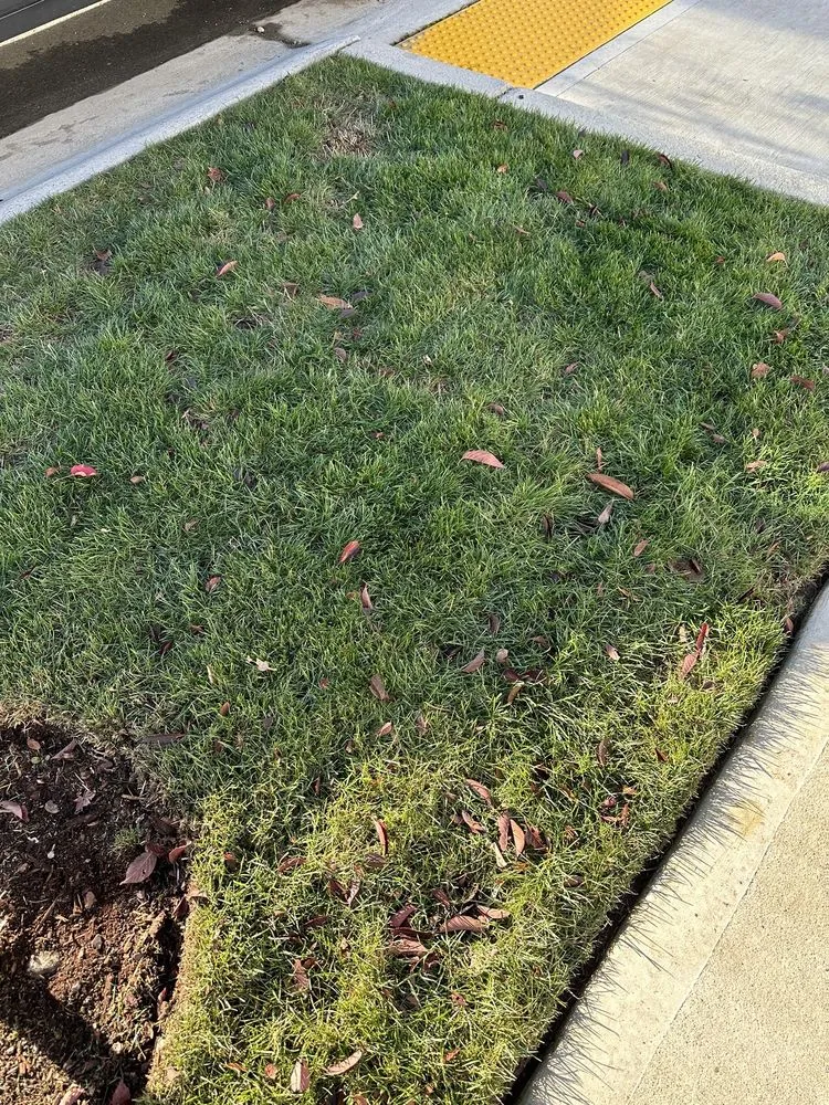 Trusted yard maintenance experts serving Puyallup, WA - PNW Home Services