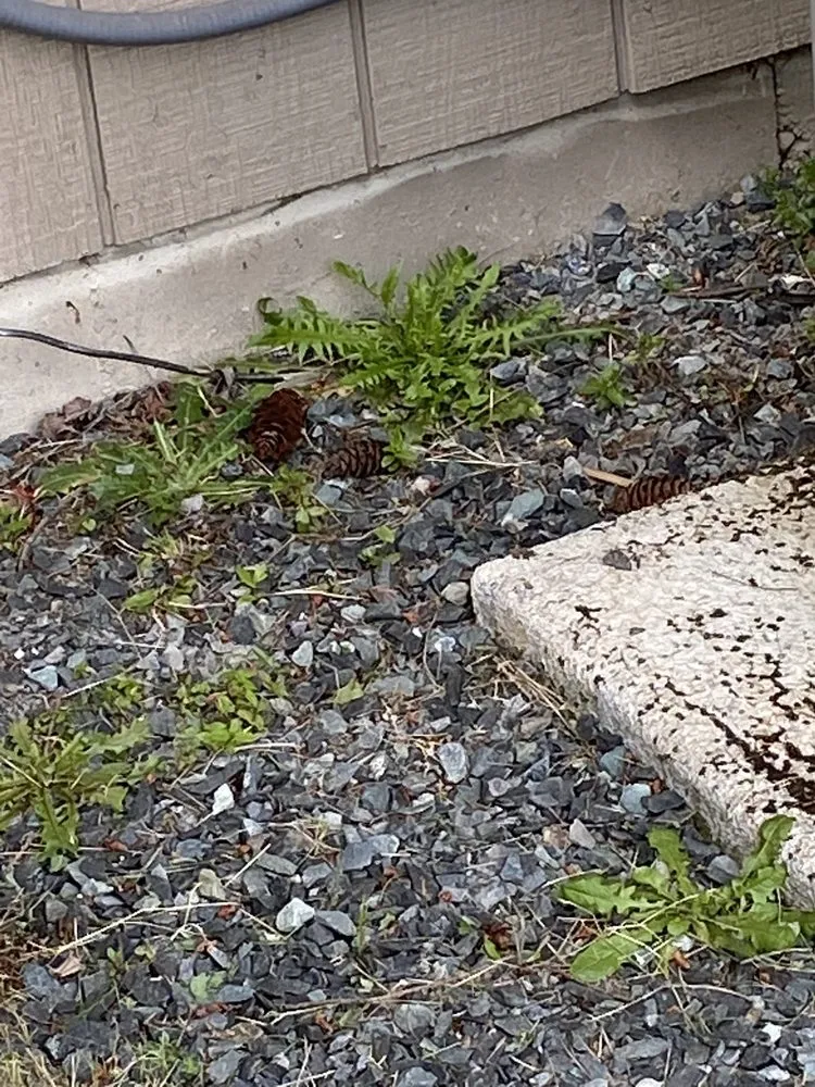 Trusted lawn care service experts serving Puyallup, WA - PNW Home Services