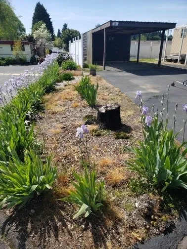 Affordable lawn mowing service in Salem, OR by PNW Maintenance Services