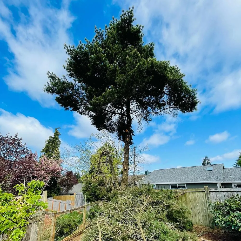 Professional yard maintenance for homes in Salem, OR by PNW Maintenance Services