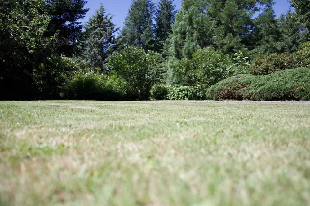 Expert landscape installation in Olympia, WA - PNW Yard Services