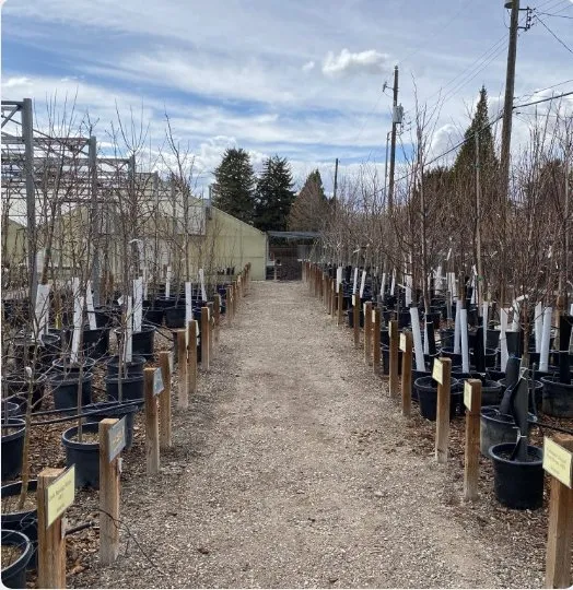 Custom residential landscaping in Pocatello, ID by Pocatello Green House