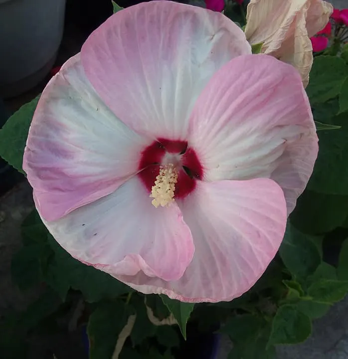 Trusted yard cleanup service for beautiful yards across Pocatello, ID - Pocatello Green House