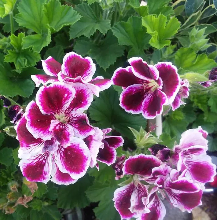 Affordable lawn mowing service for homes across Pocatello, ID - Pocatello Green House