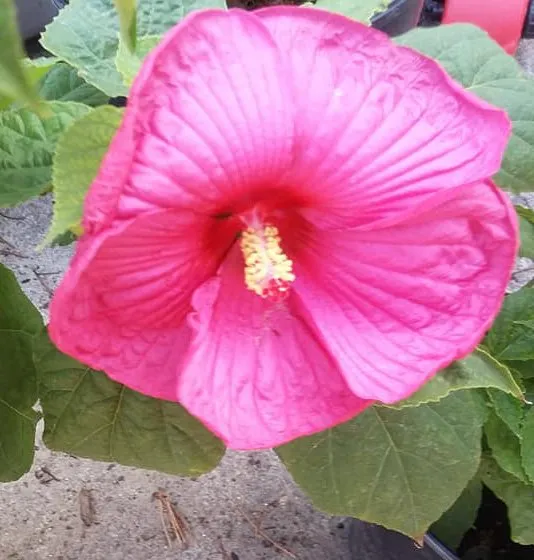 Expert outdoor landscaping in Pocatello, ID by Pocatello Green House