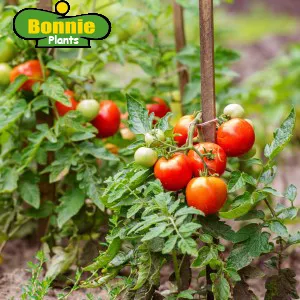 Expert garden landscaping for year-round maintenance across Pocatello, ID - Pocatello Green House