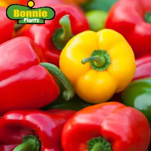 Expert outdoor landscaping experts serving Pocatello, ID - Pocatello Green House