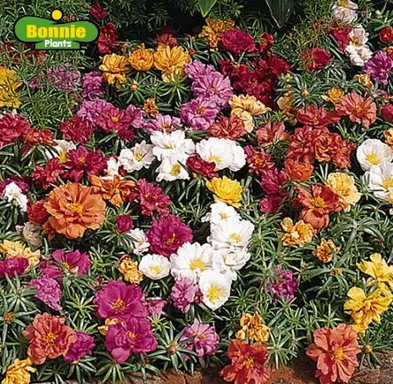 Expert landscaping services for homes in Pocatello, ID by Pocatello Green House