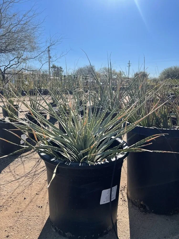 Reliable outdoor landscaping in Tucson, AZ by Pochitos Landscaping