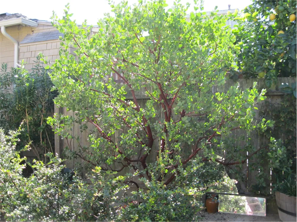 Reliable landscaping services for homes in San Francisco, CA by Poetree Landscapes & Arboriculture