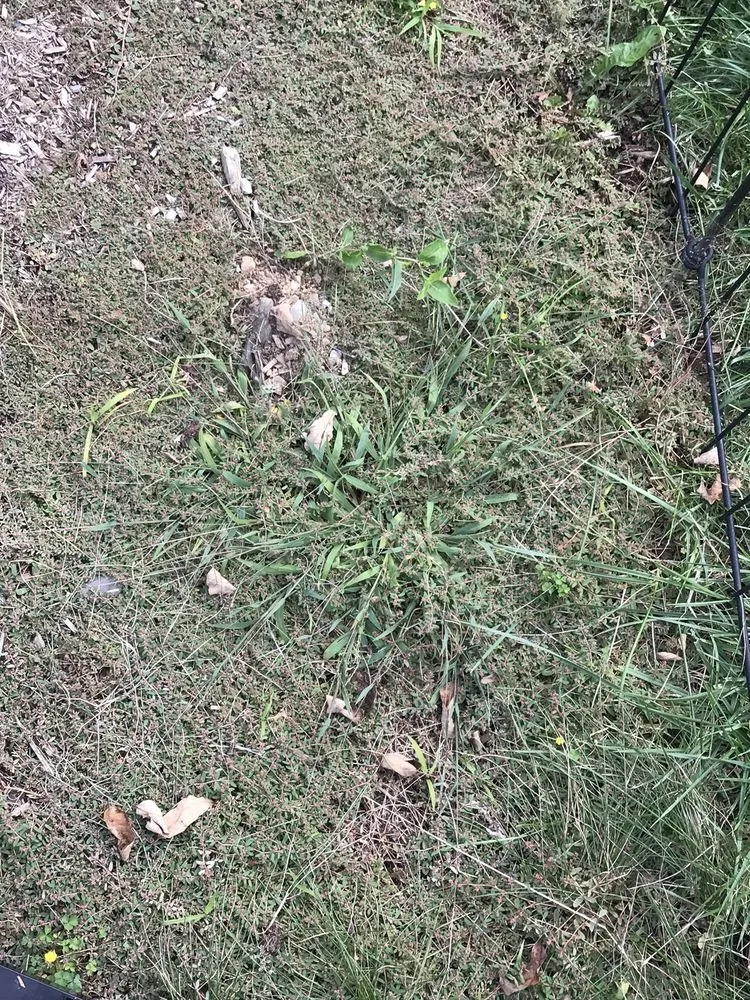 Expert landscape design in Mendham, NJ by Poggi Landscaping